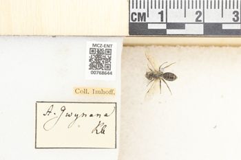 Media type: image;   Entomology 768644 Aspect: Labels